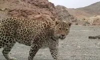 تصویری از زیبایی خیره‌کننده پلنگ ایرانی