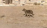 حمله گرگ جان کودک هشت ساله تبریزی را گرفت