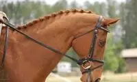 اقدام باورنکردنی و عاشقانه یک اسب برای پرندگان