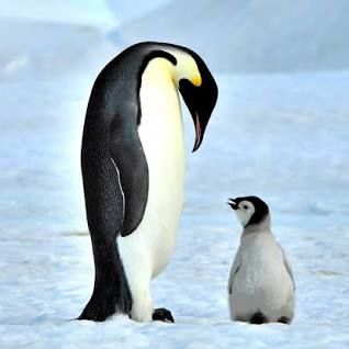 خورده شدن پنگوئن تازه متولد شده توسط پدرش