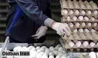 قیمت هر شانه تخم مرغ باورنکردنی شد