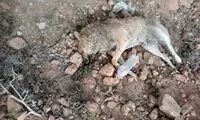 عامل حیوان آزاری در بابل بازداشت شد