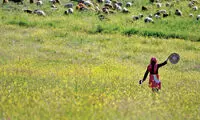 در این جنگل می‌توانید ابرها را در آغوش بگیرید