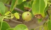 گیاهی که هیچ جانداری حق نزدیک شدن به آن را ندارد