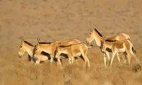 تصاویری از تولد گور ایرانی در پارک ملی کویر سمنان