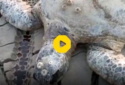 تلف شدن لاک‌پشت بزرگ و مسن در هندیجان