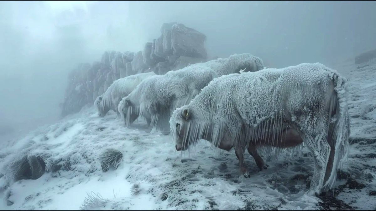 حیوانات در این کشور بر اثر سرمای شدید، یخ زدند