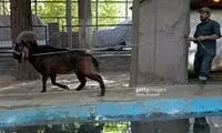 یک بز کوهی نادر از قصابی نجات یافت