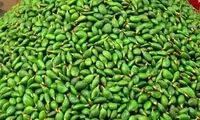 نوبرانه‌ای که نوبرش را آورده!