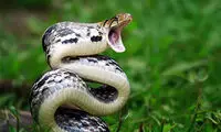 ۲۰ نمونه از سمی‌ترین مار‌های جهان را بشناسید