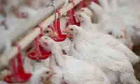 احتمال ورود بیماری وحشتناک به ایران جدی شد