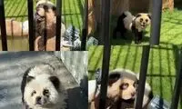 باغ وحشی در چین سگ را جای پاندا رنگ کرد!