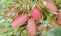 گیاه گمشده ایران باستان پیدا شد؟