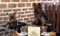 منو عجیب یک کافه برای پذیرایی از سگ‌ها در تهران!