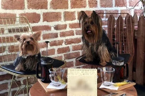 منو عجیب یک کافه برای پذیرایی از سگ‌ها در تهران!