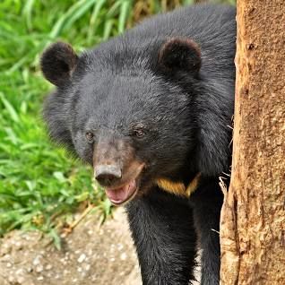 بازیگوشی خرس سیاه آسیایی در ارتفاعات کهنوج