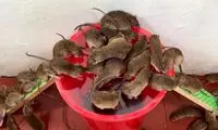یک تله ساده و جالب برای به دام انداختن موش ها