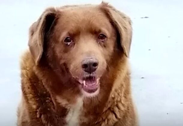 عکسی از پیرترین سگ جهان که رکورد گینس را زد