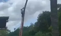حادثه وحشتناک هنگام قطع درخت با اره برقی!