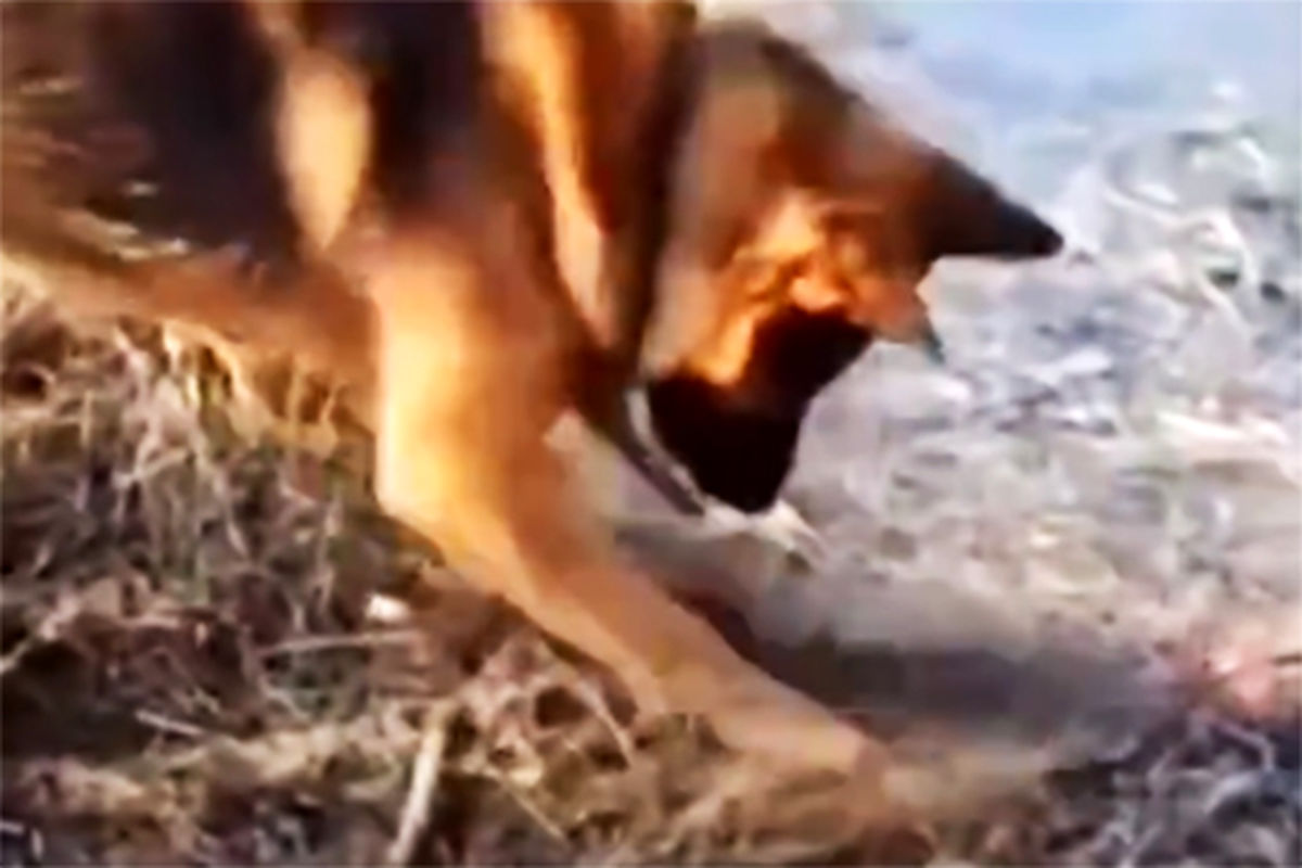 تصاویر تکان‌دهنده از نبرد یک سگ با آتش در جنگل قره‌داغ