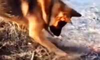 تصاویر تکان‌دهنده از نبرد یک سگ با آتش در جنگل قره‌داغ