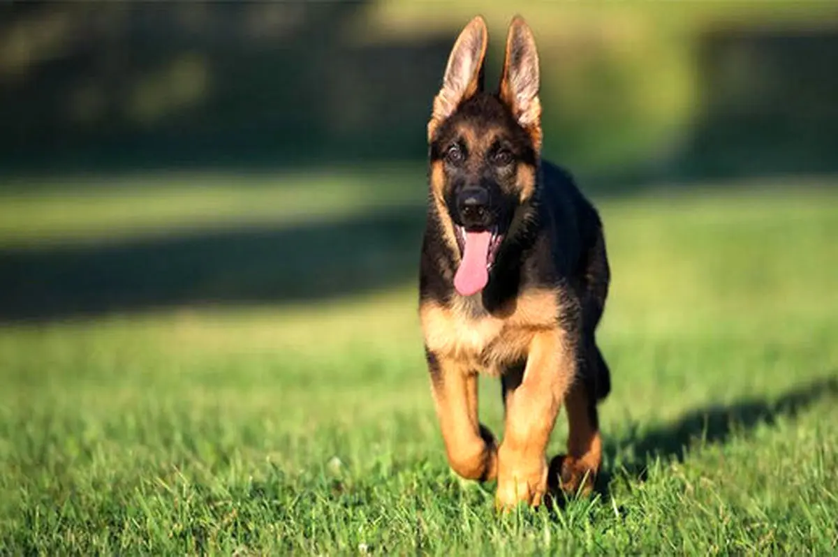 فیلم سکس سگ با زن