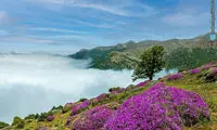 ورود ایرانی‌ها به زیباترین جنگل دنیا رایگان است