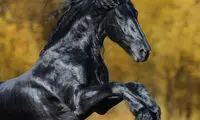 زیباترین اسب جهان که هوش از سرتان می‌برد