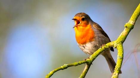 تاثیر باورنکردنی شنیدن صدای پرندگان بر اعصاب 
