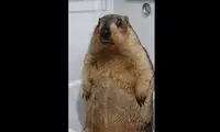 حمام بامزه این حیوان شما را به خنده می‌اندازد