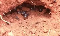 کشف گونه‌ای از عسل که شفابخش است!