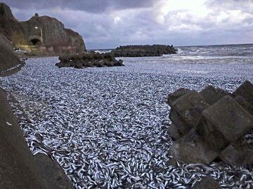 تصویری از ساحل استخوان ماهی در ژاپن