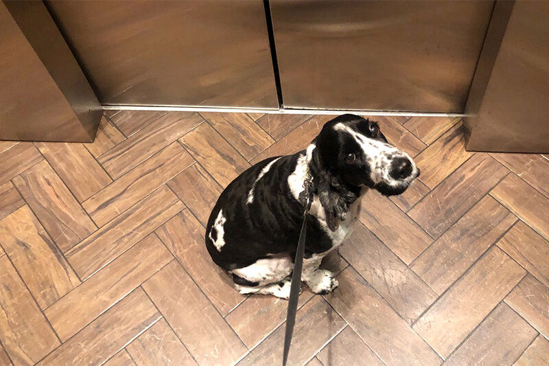 اتفاقی ترسناک برای این سگ در آسانسور!