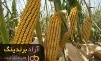 آینده درخشان کسب درآمد اینترنتی در ایران
