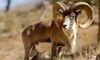 اُبُهت دیدنی قوچ اوریال در پارک ملی گلستان