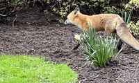 روباهی که یک نماینده را گاز گرفت به دام افتاد