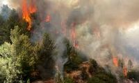 آتش‌سوزی گسترده در جنگل‌های ایلام