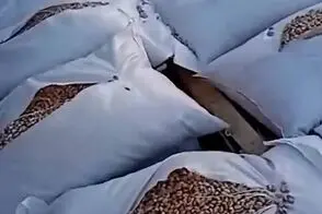 رفتار عجیب گمرک ترکیه با بار ایرانی‌ها در مرز