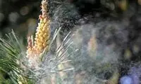 مغز چگونه می‌فهمد باید فرمان عطسه بدهد یا سرفه؟