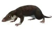 جد پستانداران چه شکلی بوده؟
