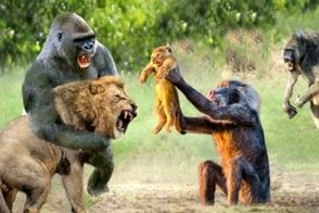 اعتماد به نفس مرگبار بابون در برابر شیرها