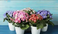 راهنمای کاملِ کاشت و نگهداری گل سینره برای عید نوروز
