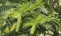 گیاهان مانند انسان به خواب می‌روند؟