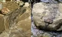 کشف فسیل جانور  با قدمت ۸۰ میلیون سال