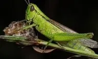 ملخ را از این زاویه دیده بودید؟!