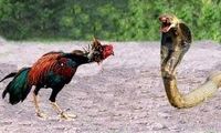 لحظه شکار خروس توسط مار بزرگ