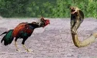 لحظه شکار خروس توسط مار بزرگ