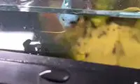 روش عجیب حفاظت از ماهی داخل آکواریوم