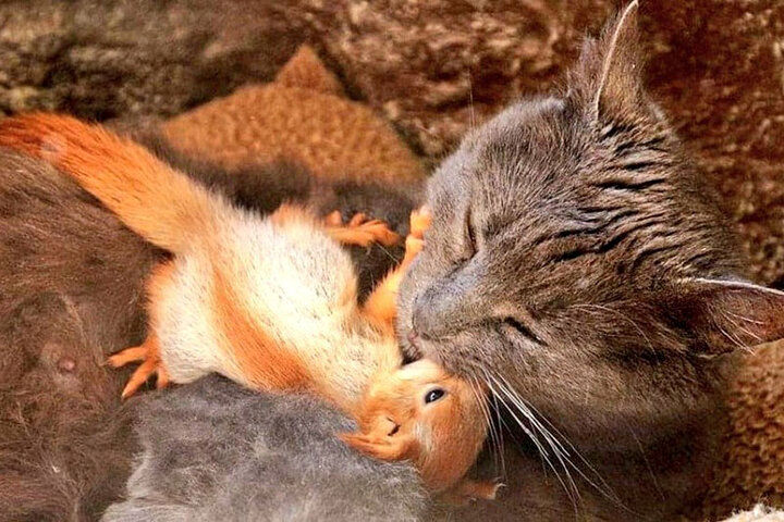 گربه بامزه‌ای که برای یک سنجاب مادری می‌کند!