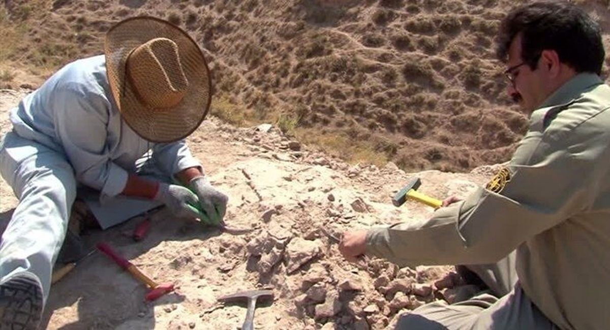  ۴۰۰ قطعه فسیل ۱۰ میلیون ساله در مراغه کشف شد